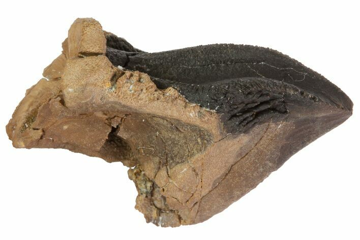 Triceratops Tooth Crown - South Dakota #70142